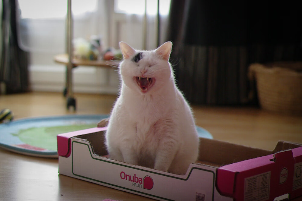 【比赛逆转】守株待兔式防守成为制胜法宝,守株待兔的下一句歇后语是什么