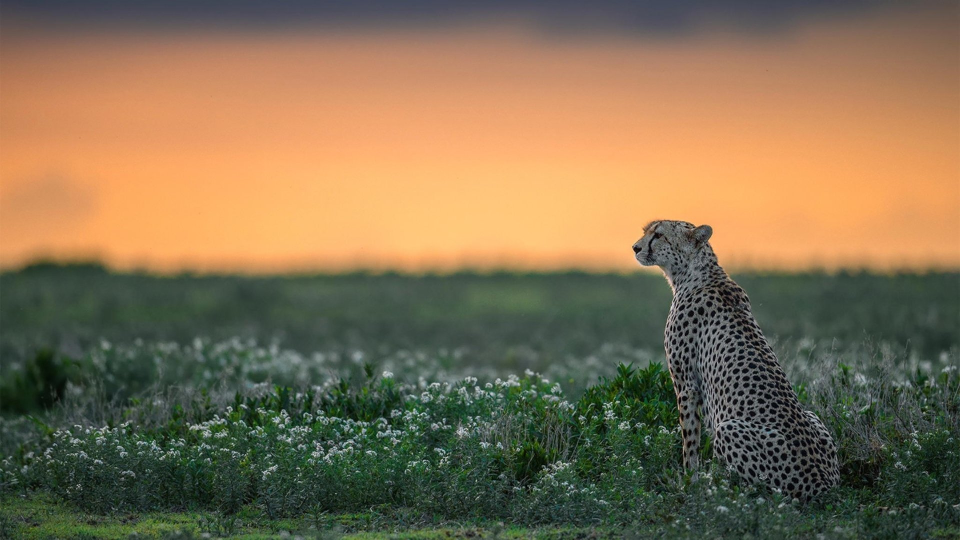 以文化为纽带的足球交流活动频繁举办,为足球文化节设计三项活动