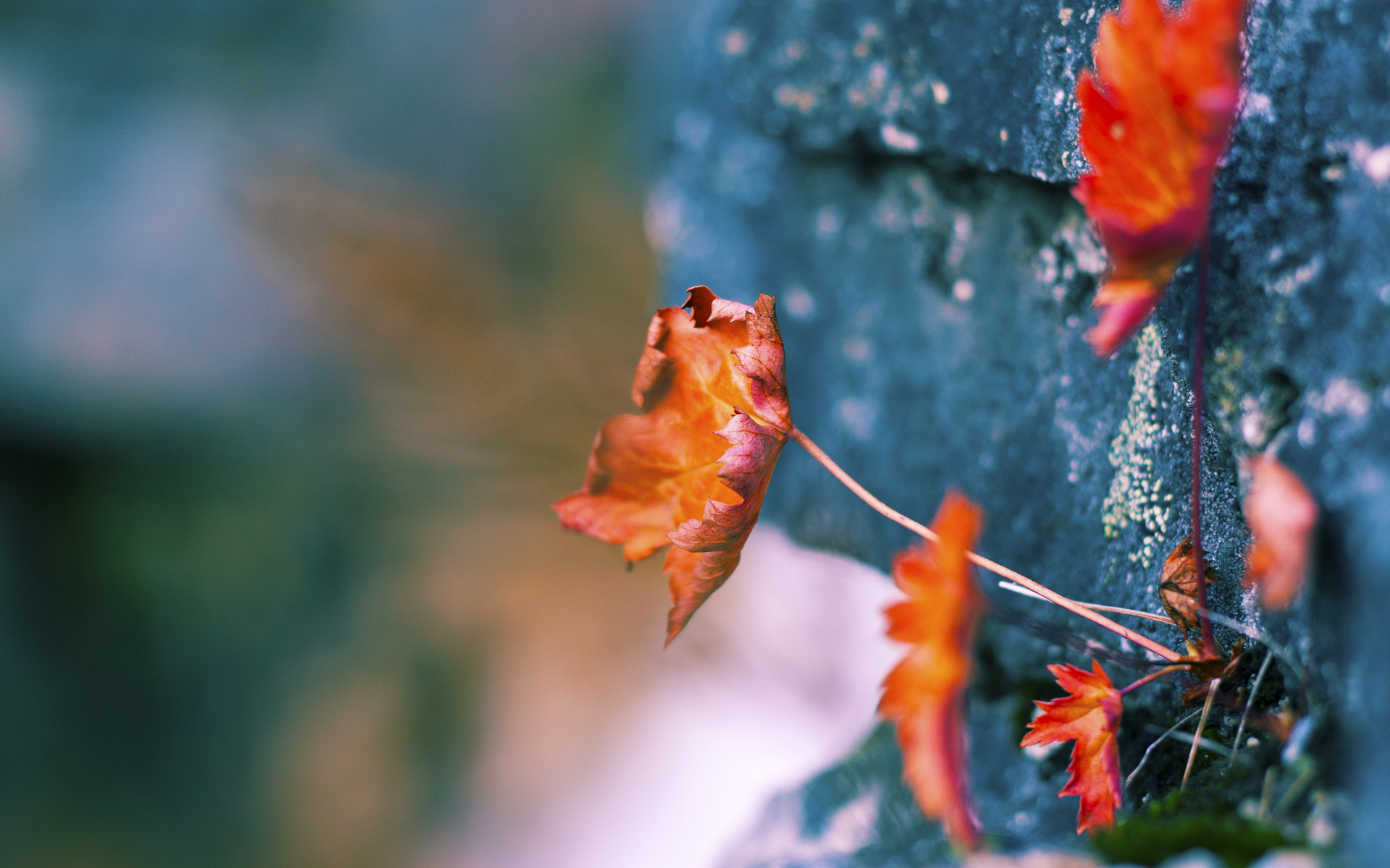 以文化为纽带的足球交流活动频繁举办,为足球文化节设计三项活动