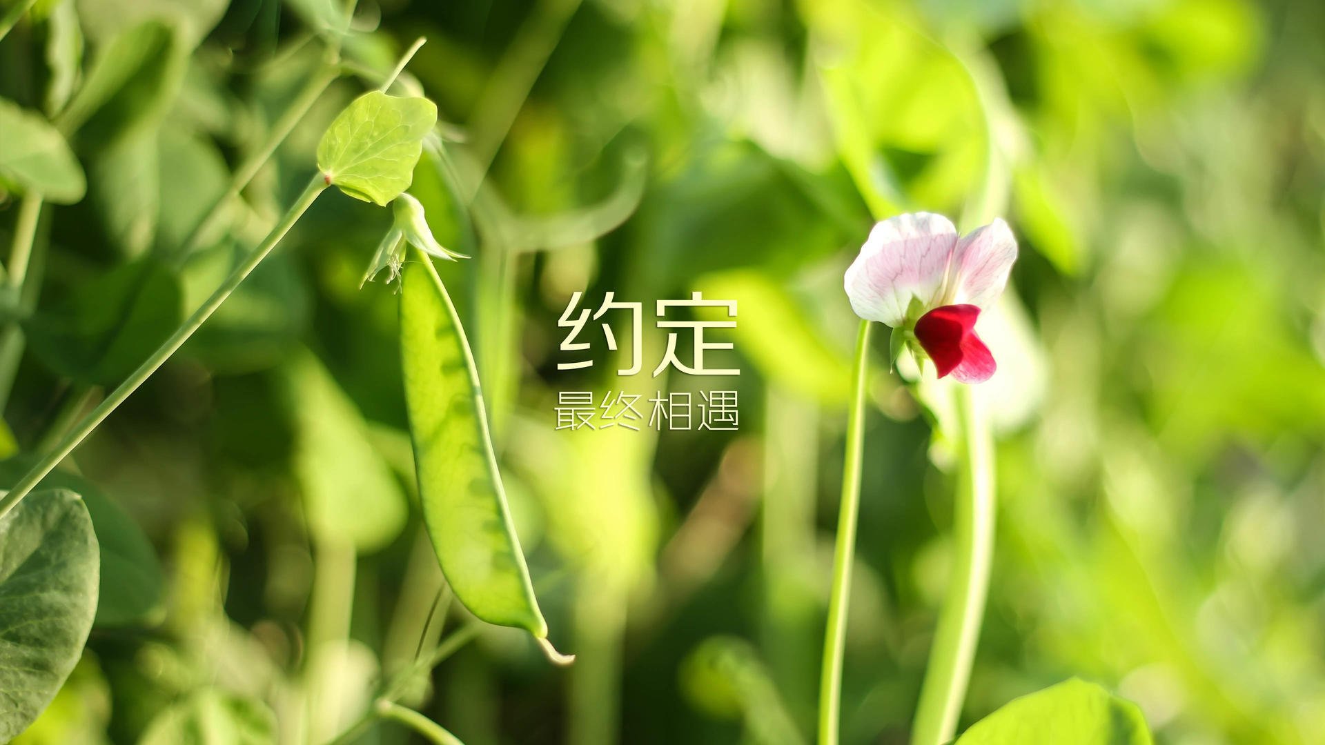 九游体育电竞官网-【自动吹哨系统】让比赛公平公正的背后有哪些争议?,自动吹气装置的制作方法